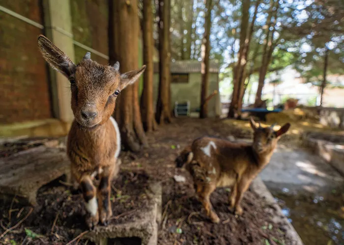 Le Manoir De La Belle Epoque 4*